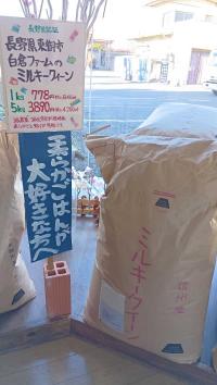 長野県東御市 白倉ライスファーム 減農薬栽培「ミルキークイーン」　