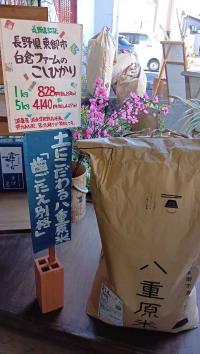 長野県東御市 白倉ライスファーム 減農薬栽培“今づり米”「コシヒカリ」　