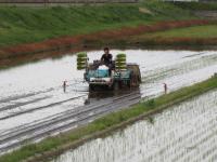 新潟県村上市 岩船農産 減農薬栽培「コシヒカリ」